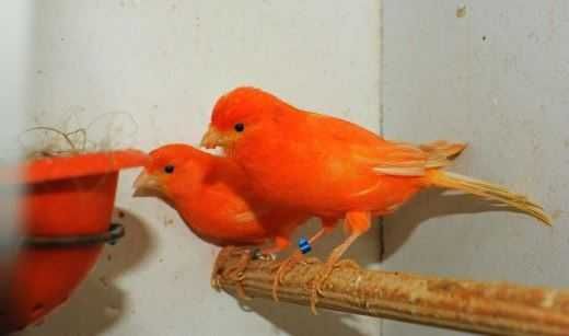 Kanarki czerwone,mozaika biała,mozaika czerwona,kasztan