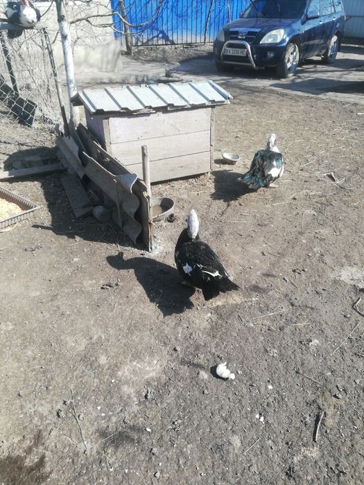 Качки шипуни, качурі