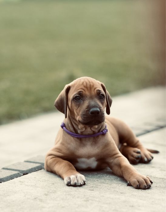 Rhodesian ridgeback -suczka standardowa