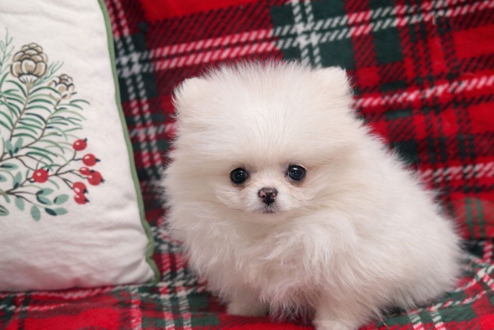 Pomeranian, szpic miniaturowy