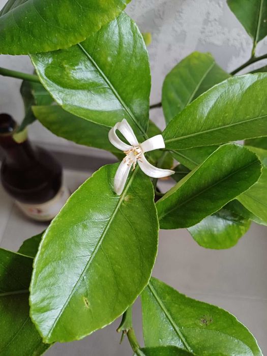 ЛИМОН кімнатний Павлівський плодоносящий ГРАНАТ кімнатний з плодами