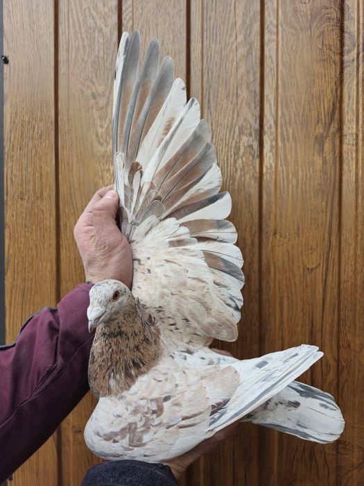 Gołębie pocztowe almond stiper