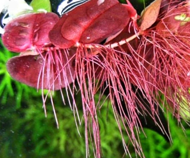 Phyllanthus fluitans