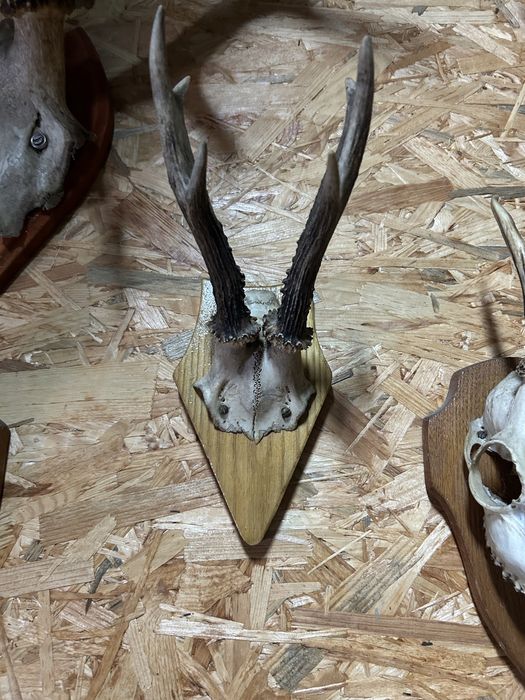 Okazałe poroże koziołka z czaszką na desce. Rogi, poroże