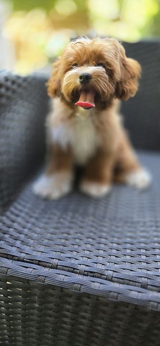 Cavapoo/ piękna dziewczynka