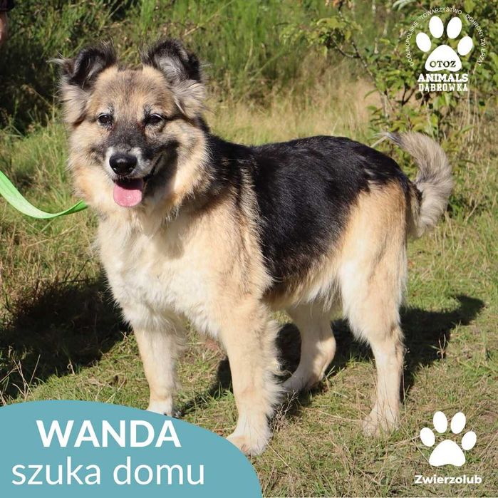 Wanda szuka domu!