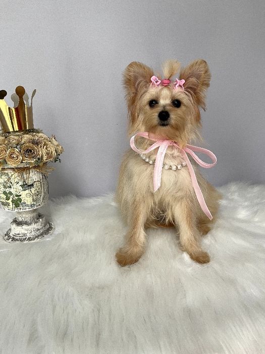 Помапу — Маленькі моделі для обіймів