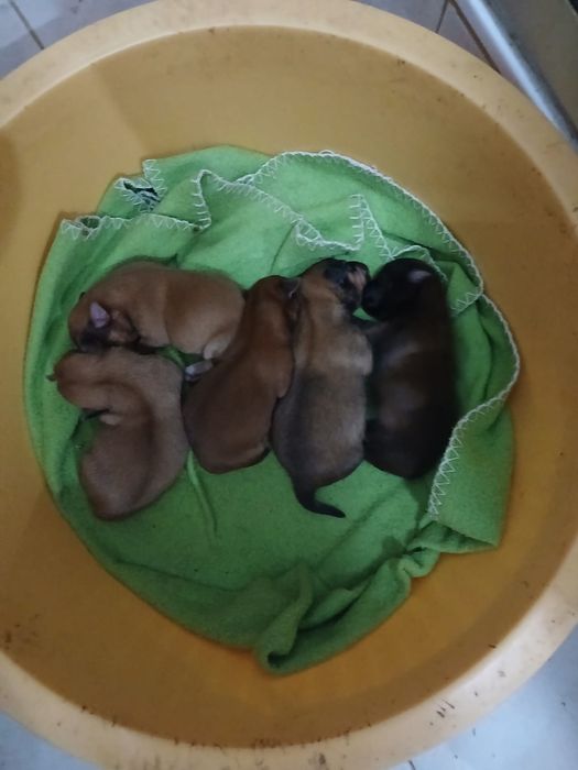 Pinscher cruzado com cavalinho para venda
