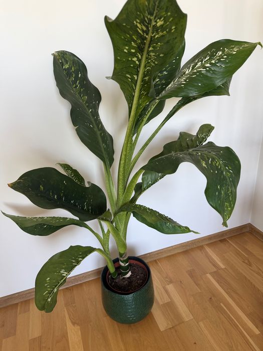Duża roślina dieffenbachia crocodile