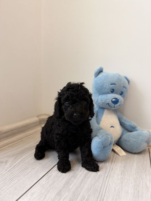 Pudel Toy Black  Przepiękna, Malutka Sunia w Kolorze Czarnym  Zapraszam do Rezerwacji!