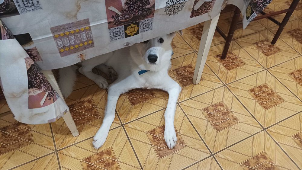 Собака у добрі руки