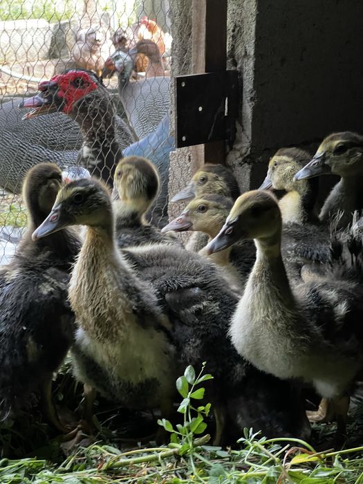 Ovos de pata galados