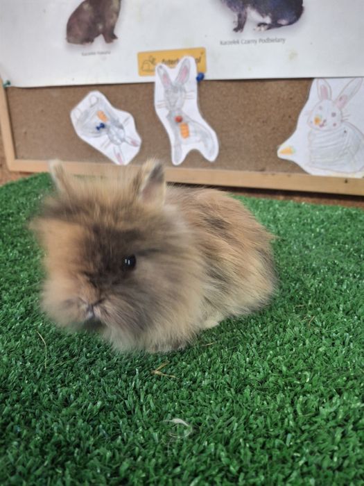 Miniaturki TEDDY