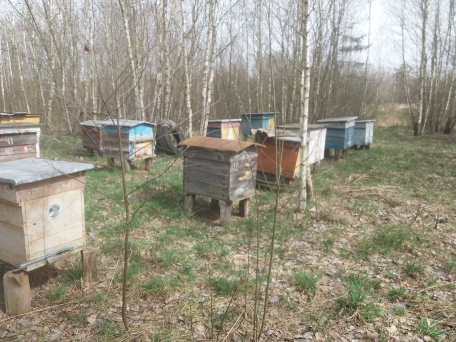 Продам пасіку  25 вуликів