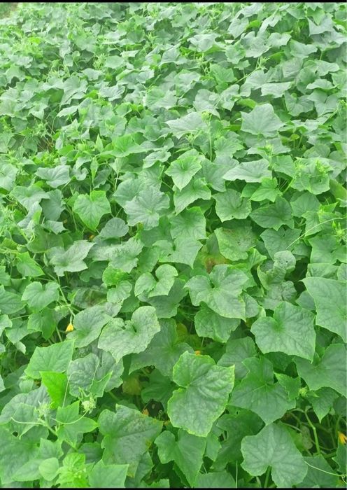 Ogórek sremski z własnej plantacji