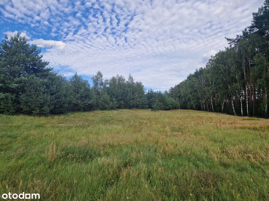 Chorzępowo działka budowlana 2295 m2 JEZIORO pod lasem MPZP Sieraków