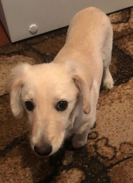 Щеня в добрі руки