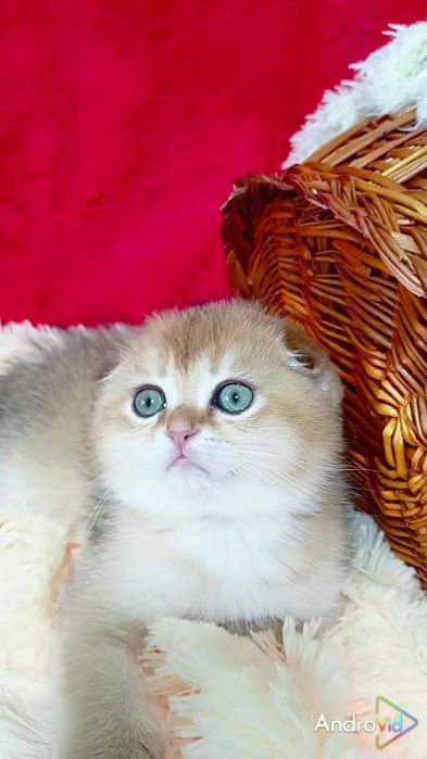 Шикарные котята золотые шиншиллы
