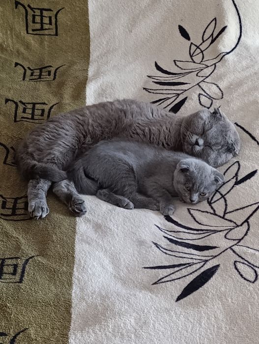 Шотландські котята
