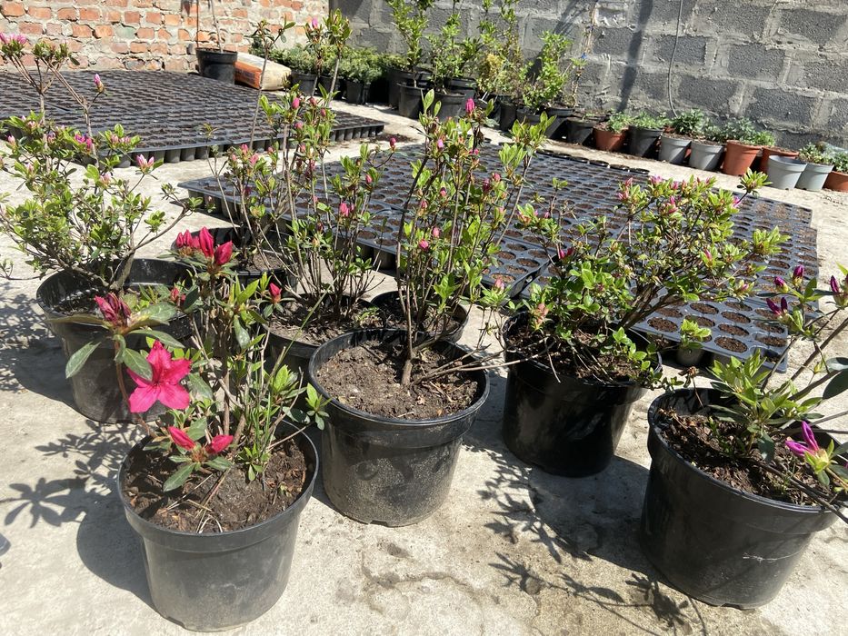 квіти Азалія 400