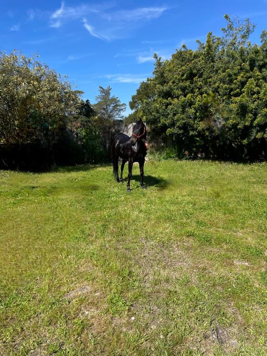 Aluguer de Boxes para cavalos a penso