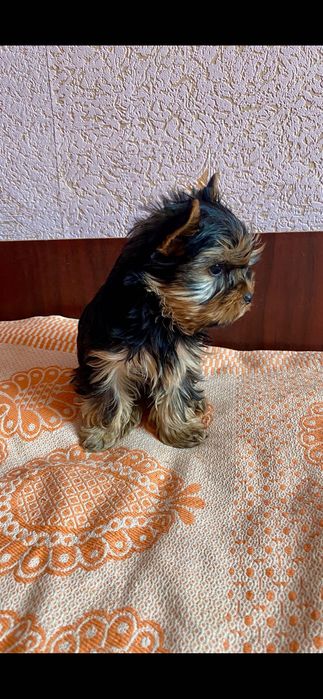 Щенки Йоркширских терьеров. 4500 грн. Каменское (Днепродзержинск)