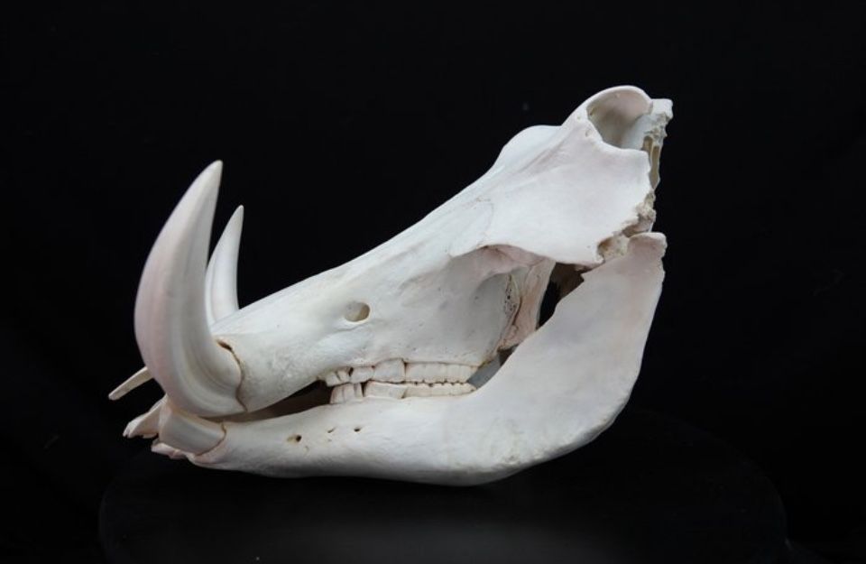 Crânio Javali Africano