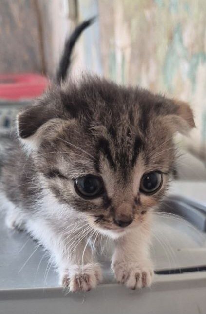 Котики и кошечки на выбор.