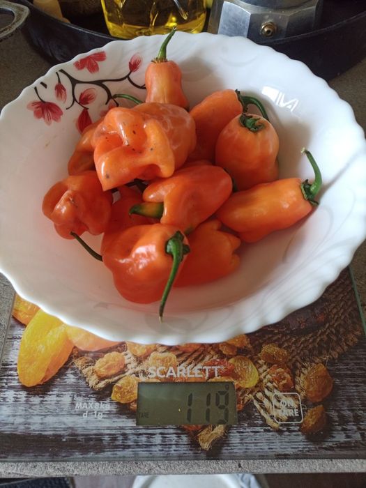 Набір насіння гострого перцю Хабанеро Habanero - 40 насінин