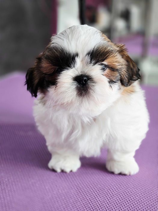 Shih tzu szczeniak z rodowodem ZKwP FCI  suczka