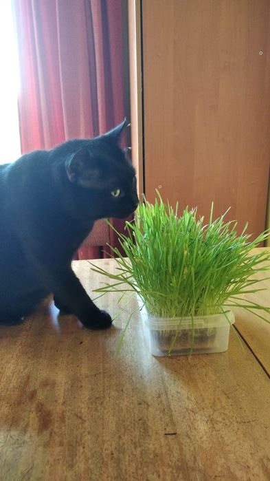 Котик чорний Бєня в добрі ручки