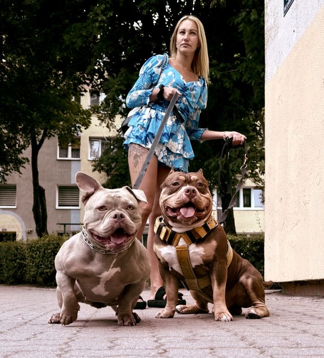 Piesek American Bully lilac tri