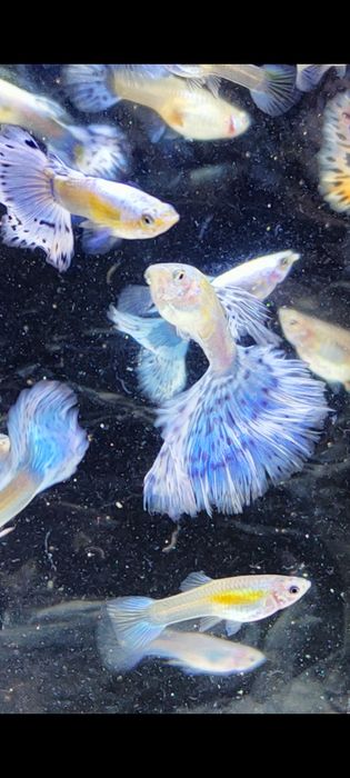 Gupik gupiki mozaika platynowa czerwona i niebieska