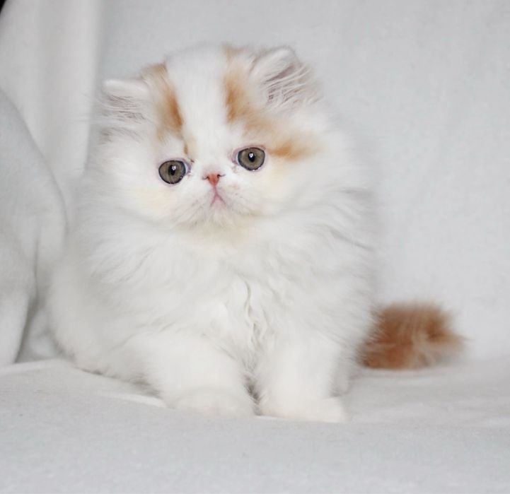 Очень хороший персидский мальчик