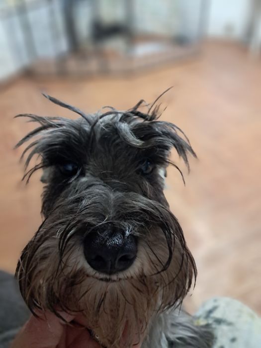 Цвергшнауцер дівчинка