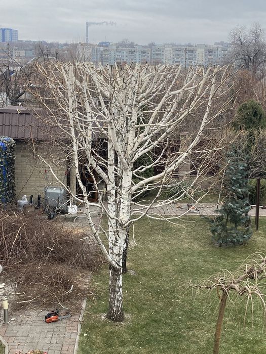 Спил деревьев любой сложности