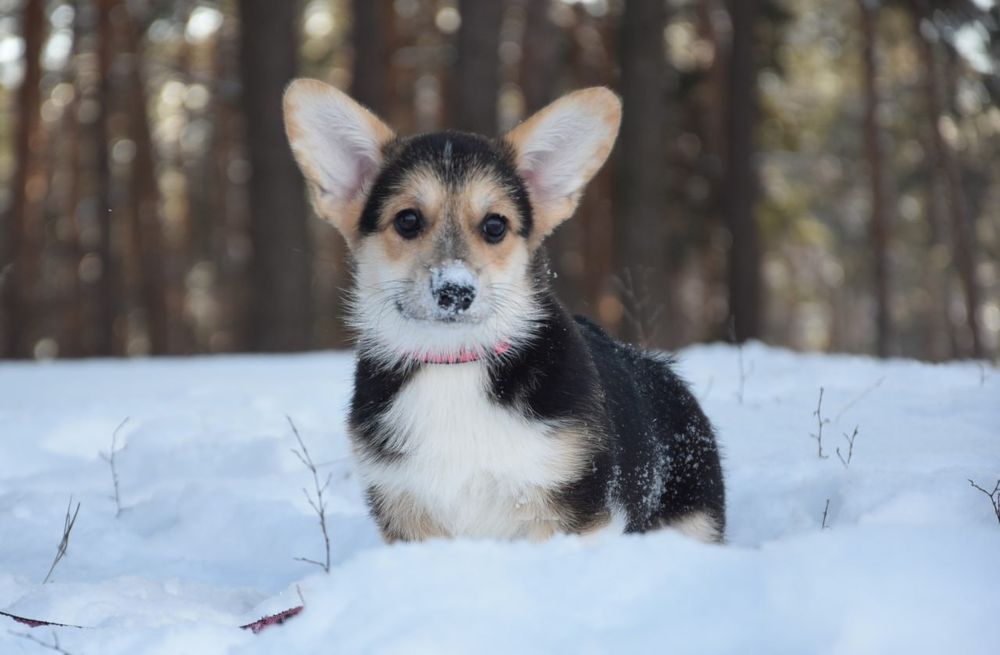 Дівчинка Вельш Коргі Пемброк