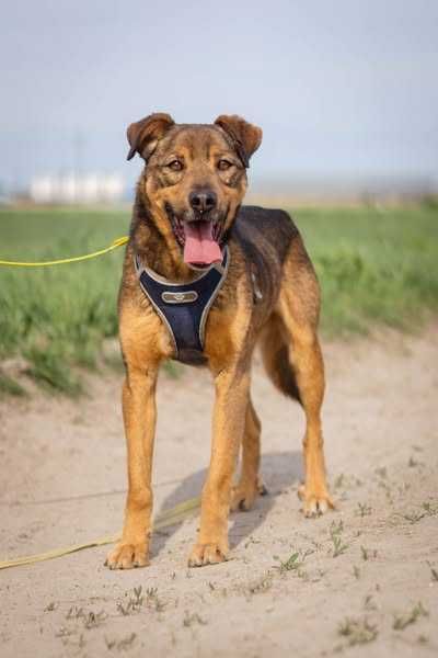 Łagodny nieduży Feluś szuka domku