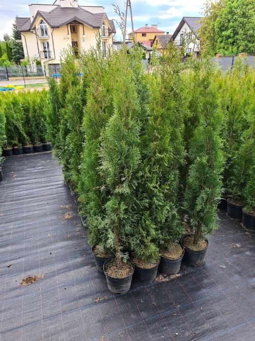 PRODUCENT Tuja Szmaragd 150 - 170 cm w Donicy 10L DOWOZIMY Max przyjec