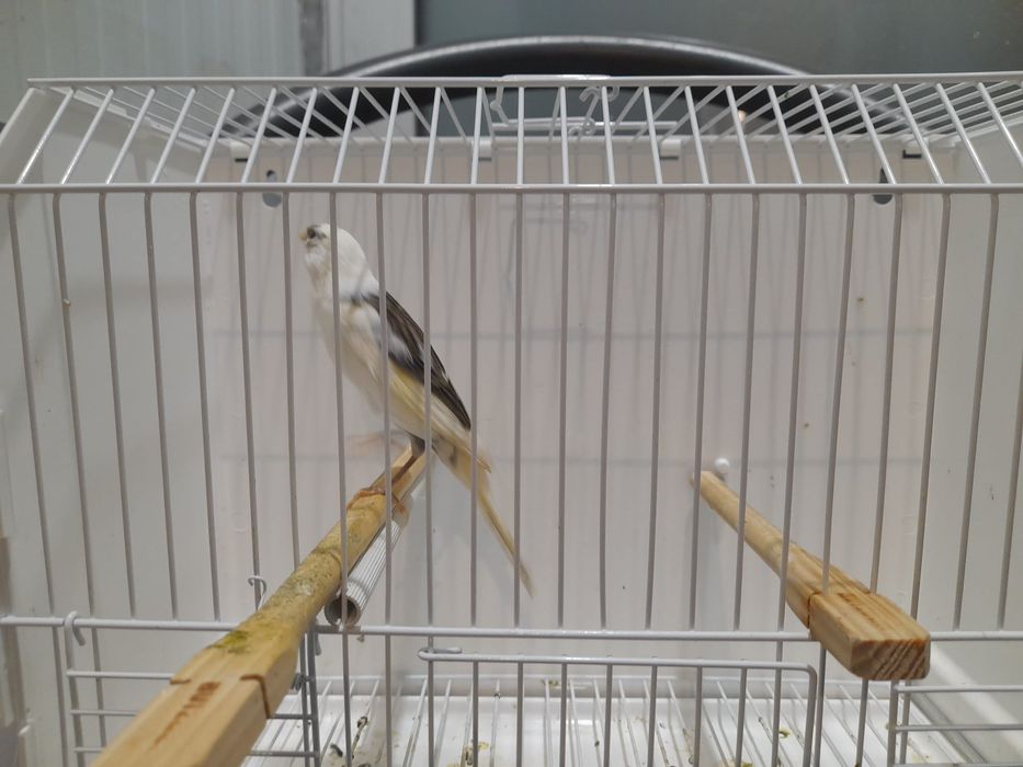 Canario largues espanhol