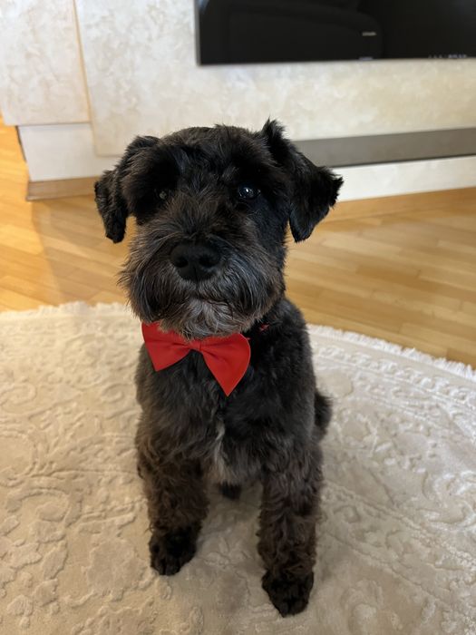 Хлопчик цвергшнауцера шукає дівчинку