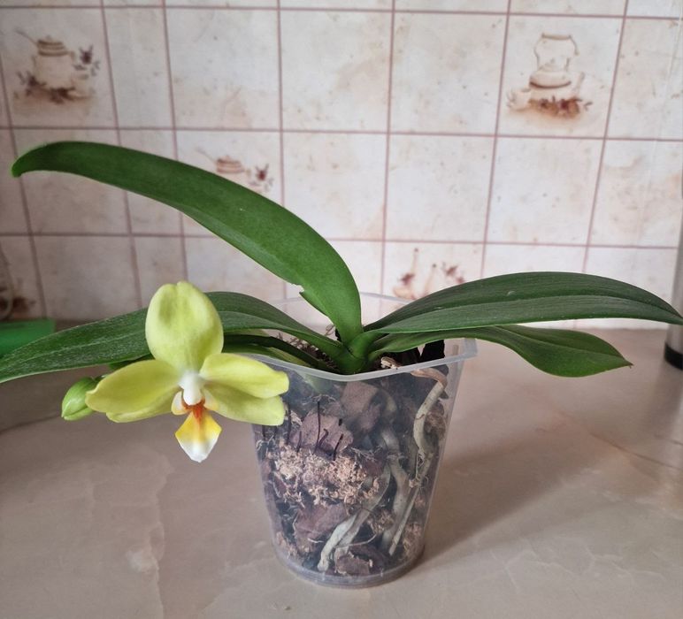 Орхідея мікі азія Амадеус