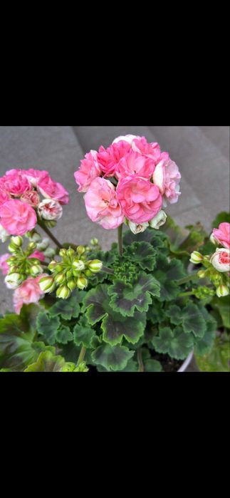 Пеларгонія сортова