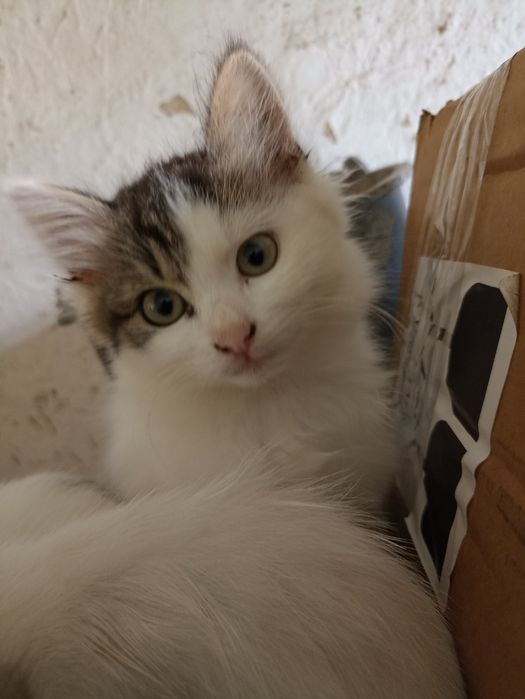 Дві красуні шукають свої домівки