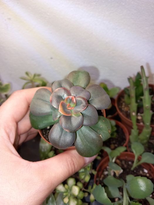 Vendo varias suculentas