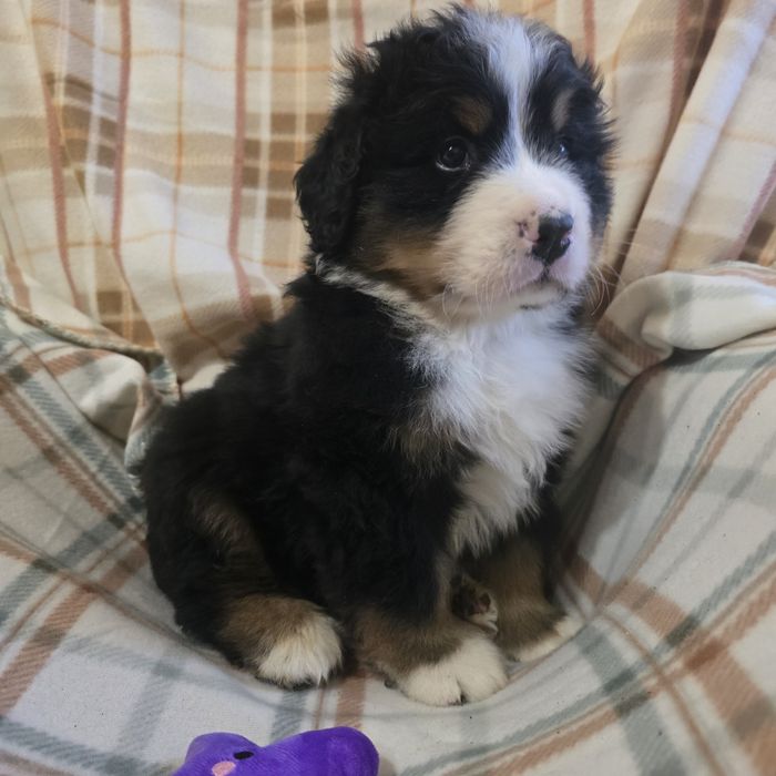 Berneński Pies Pasterski samiec nr 2 już do odbioru