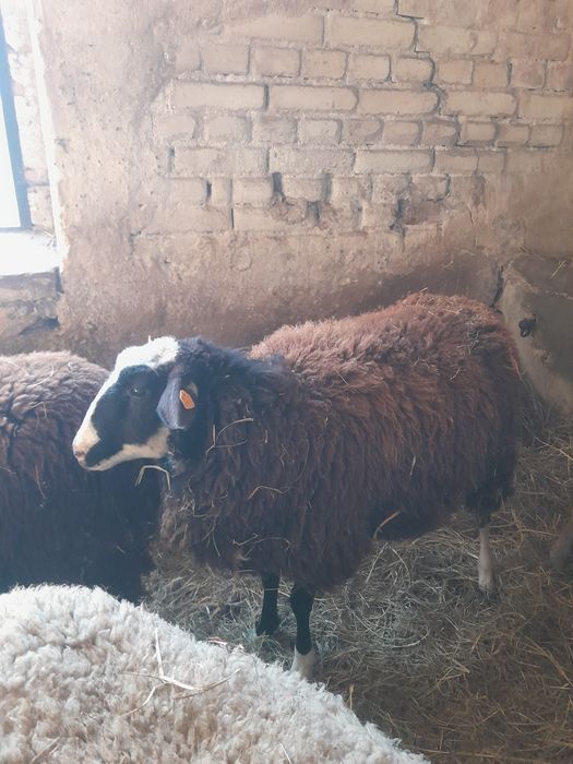 Owca fryzyjska lacun