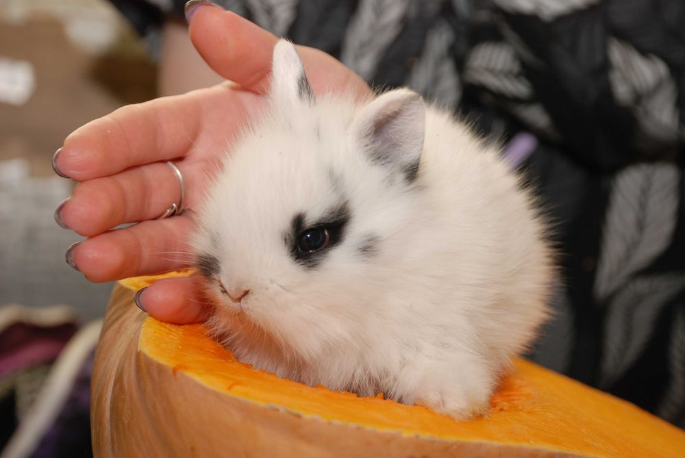 MiniLop карликовий коротковухий нідерландський кролик супер міні