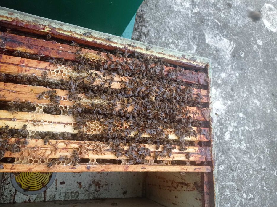 odkłady 6 ramek, rodziny pszczele wielkopolskie dostepne od ręki