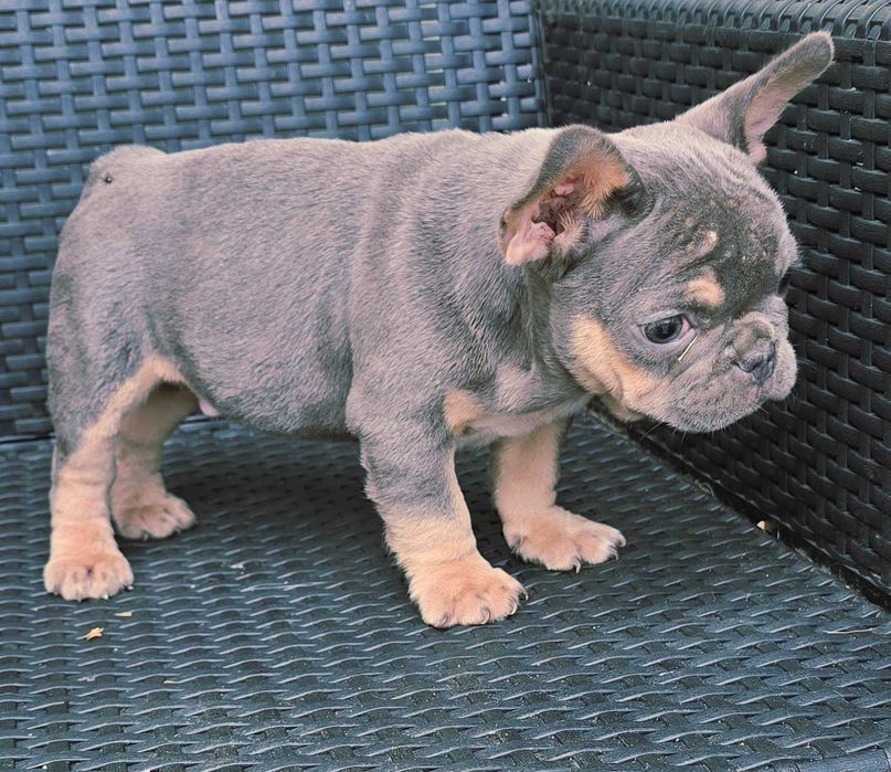Bulldog francês Macho cor Blue And Tan